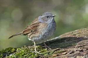 Images Dated 1st April 2013: Dunnock, also Hedge Accentor, Hedge Sparrow or Hedge Warbler -Prunella modularis-, Untergroningen