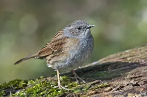 Abtsgmuend Prints: Dunnock, also Hedge Accentor, Hedge Sparrow or Hedge Warbler -Prunella modularis