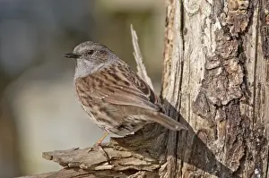 Passeriformes Prints: Dunnock, also Hedge Accentor, Hedge Sparrow or Hedge Warbler -Prunella modularis