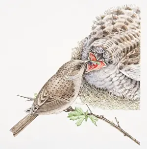 Young Bird Prints: Dunnock, Prunella modularis, on tree twig feeding large cuckoo chick in nest, front view