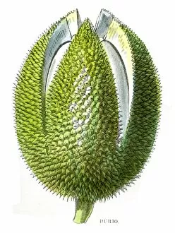 Images Dated 3rd May 2017: Durian fruit engraving 1857