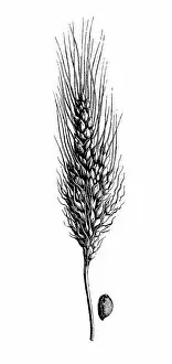 Images Dated 29th May 2017: Durum Wheat (Triticum turgidum)