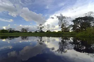 Mirrored Prints: Dusk at a lake-like widened part of the Amazon or Rio Solimoes
