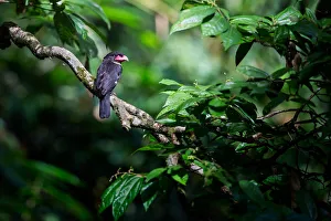 Images Dated 19th May 2016: Dusky Broadbill