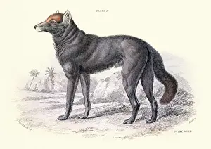 Dusky Prints: Dusky or clouded wolf, Canis nubilus, Wildlife art