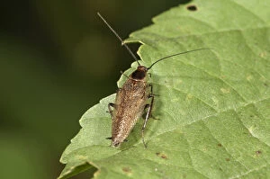 Dusky Cockroach -Ectobius lapponicus- Untergroeningen, Baden-Wuerttemberg, Germany, Europe