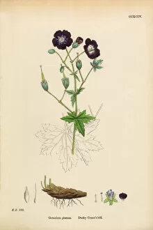 Images Dated 11th March 2017: Dusky Cranesbill, Geranium Phaeum, Victorian Botanical Illustration, 1863