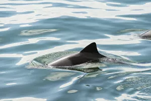 Dusky Dolphin -Lagenorhynchus obscurus- in Walvis Bay, Namibia