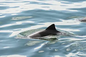 Whale Prints: Dusky Dolphin -Lagenorhynchus obscurus- in Walvis Bay, Namibia