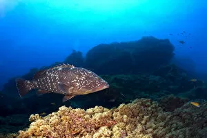 Dusky Grouper or Merou -Epinephelus marginatus-, near Santa Maria, Azores, Atlantic Ocean, Portugal