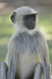 Old World Monkey Gallery: Dussumiers Malabar Langur or Southern Plains Gray Langur -Semnopithecus dussumieri