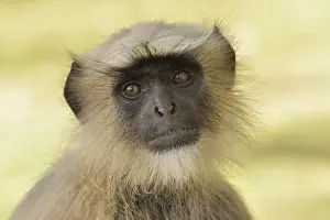 Catarrhini Prints: Dussumiers Malabar Langur or Southern Plains Gray Langur -Semnopithecus dussumieri
