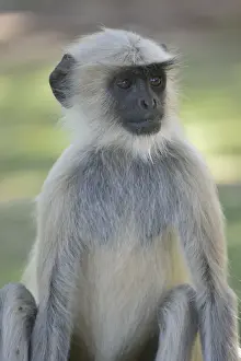 Catarrhini Prints: Dussumiers Malabar Langur or Southern Plains Gray Langur -Semnopithecus dussumieri