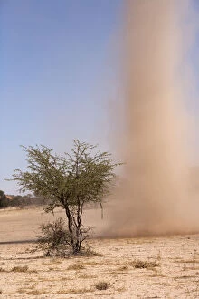 Images Dated 12th January 2016: Dust devil in the Kgalagadi Transfrontier Park, Kalahari, South Africa