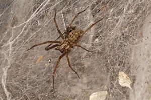 Images Dated 24th October 2014: Dust spider or Dustbunny Spider -Tegenaria atrica- in the spiderweb, Baden-Wurttemberg, Germany