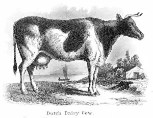 Livestock Gallery: Dutch dairy cow engraving 1873