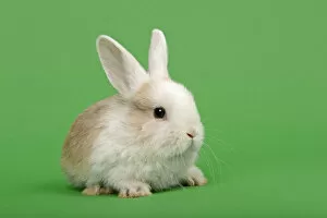 Images Dated 7th May 2011: Dutch rabbit