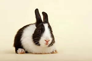 Animal Portrait Gallery: Dutch rabbit, black and white