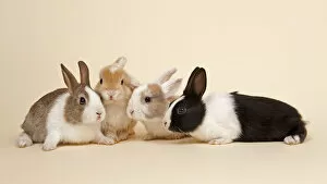 Images Dated 7th May 2011: Four Dutch rabbits