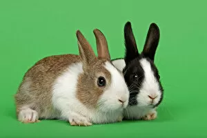 Images Dated 7th May 2011: Two Dutch rabbits