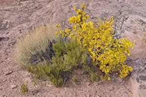 Birch Tree Prints: Dwarf birch -Betula sp. -, Dead Horse Point State Park, Moab, Utah, USA