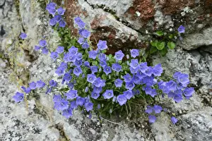 Campanula Prints: Dwarf campanula or bellflower -Campanula cochleariifolia