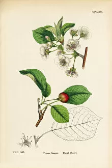Images Dated 19th September 2017: Dwarf Cherry, Prunus Cerasus, Victorian Botanical Illustration, 1863