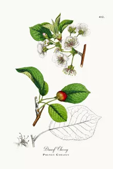 Images Dated 23rd October 2017: Dwarf Cherry, Prunus Cerasus, Victorian Botanical Illustration, 1863