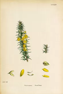 Images Dated 6th June 2017: Dwarf Furze, Ulex eu-nanus, Victorian Botanical Illustration, 1863