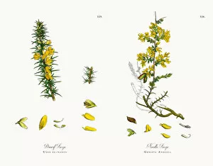 Images Dated 6th December 2017: Dwarf Furze, Ulex eu-nanus, Victorian Botanical Illustration, 1863