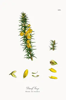 Dwarf Furze, Ulex eu-nanus, Victorian Botanical Illustration, 1863