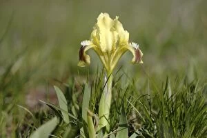 Iris Family Gallery: Dwarf iris -Iris pumila-, variety with yellow blossoms, Lake Neusiedl, Burgenland, Austria, Europe
