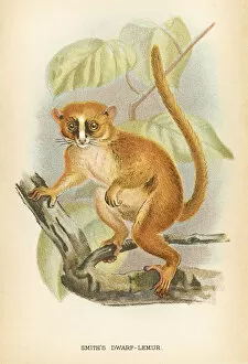 Images Dated 9th October 2017: Dwarf lemur primate 1894