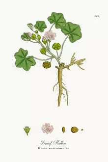 Images Dated 10th October 2017: Dwarf Mallow, Malva rotundifolia, Victorian Botanical Illustration, 1863