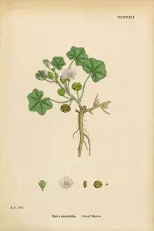 Images Dated 11th March 2017: Dwarf Mallow, Malva rotundifolia, Victorian Botanical Illustration, 1863