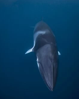 Images Dated 4th June 2012: Dwarf Minke Whale