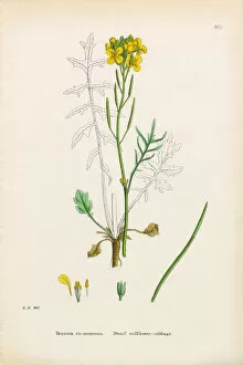 Images Dated 18th January 2017: Dwarf Wallflower Cabbage, Brassica eumonensis, Victorian Botanical Illustration, 1863