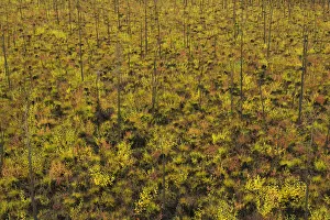 Destruction Gallery: Dwarf willows, birch trees, berry plants and grasses, autumn