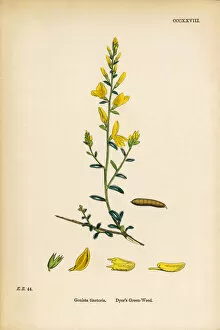 Images Dated 6th June 2017: Dyera┬Ç┬Ös Green-Weed, Genista Tinctoria, Victorian Botanical Illustration, 1863