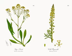Images Dated 20th November 2017: Dyera┬Ç┬Ös Woad, Isatis tinctoria, Victorian Botanical Illustration, 1863