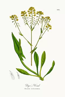 Images Dated 29th September 2017: Dyera┬Ç┬Ös Woad, Isatis tinctoria, Victorian Botanical Illustration, 1863
