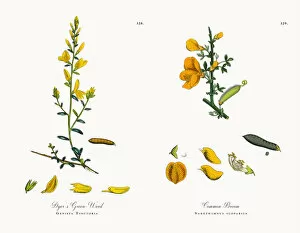 Images Dated 6th December 2017: Dyeras Green-Weed, Genista Tinctoria, Victorian Botanical Illustration, 1863