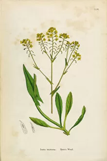 Images Dated 31st January 2017: Dyeras Woad, Isatis tinctoria, Victorian Botanical Illustration, 1863