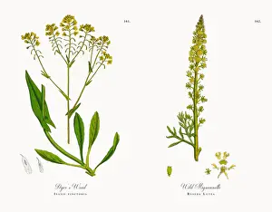 Dyeras Woad, Isatis tinctoria, Victorian Botanical Illustration, 1863