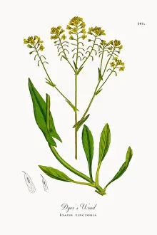 Dyeras Woad, Isatis tinctoria, Victorian Botanical Illustration, 1863