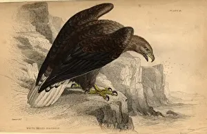 The Eagle