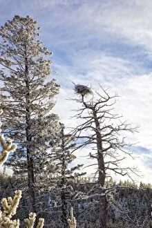 Montana Collection: Eagle Nest, Yellowstone National Park