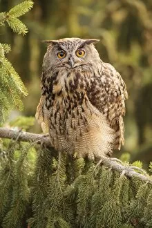 Diurnal Bird Of Prey Gallery: Eagle Owl -Bubo bubo-, Limburg an der Lahn, Hesse, Germany, Europe