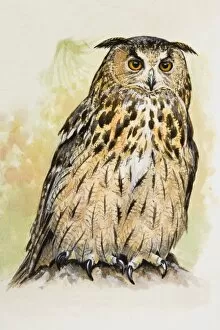 Images Dated 26th June 2007: Eagle owl (Bubo bubo), front view
