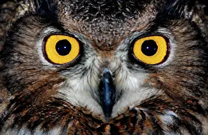 Prints of Eagle owl eyes Beautiful Bird Species Prints: Eagle owl eyes